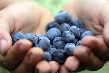 Blueberries cupped in hands